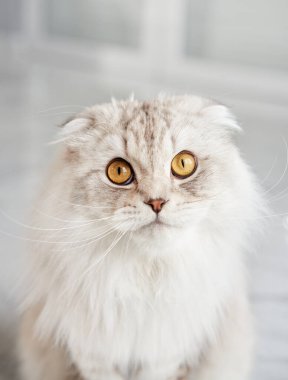 Bir İskoç Katlanan kedisi meraklı bir şekilde bakar, kabarık beyaz önlüğü ve belirgin katlanmış kulakları odaklanır.