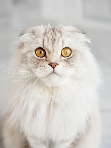 A Scottish Fold cat gazes curiously, its plush white coat and distinctive folded ears in focus