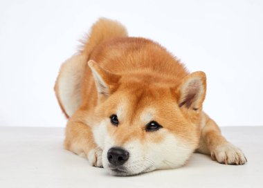 Shiba Inu köpeği dinleniyor, gözleri huzur dolu. Stüdyolar parlak, altın kürkünü ön plana çıkarıyor.