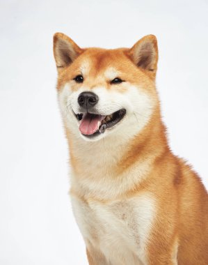Gülümseyen Mutlu Shiba Inu köpeği, stüdyo çekimi. Bu sevimli köpekler neşe ve pofuduk palto çok iç açıcı.