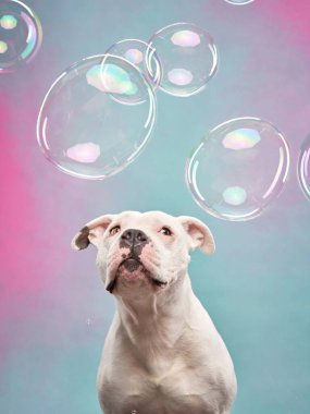 Köpeğin sabun köpüğüne hayret etmesi, stüdyo görüntüsü. Beyaz bir Staffordshire Teriyeri yukarı bakar, kabarcıklar rüya gibi bir zeminde yüzer.. 