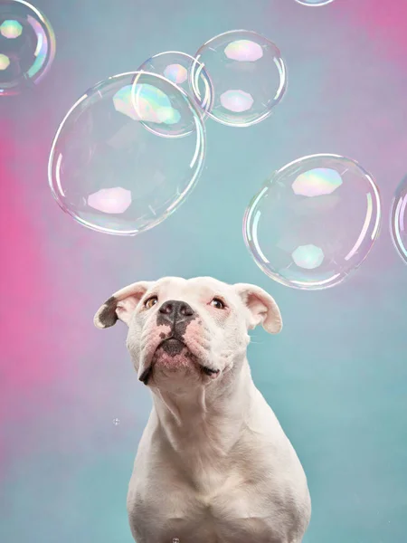 Dog marveling at soap bubbles, studio capture. A white Staffordshire Terrier looks up, bubbles floating in a dreamy backdrop.