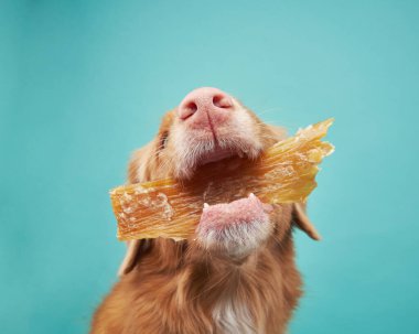 Nova Scotia Duck Tolling Retriever köpeği çıtır çıtır bir ziyafetten zevk alır. Burnunun ve atıştırmalıkların yakın çekimini gösterir.