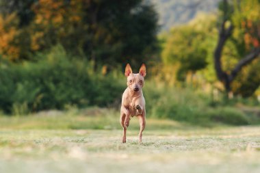 Neşeli bir Amerikan Kılsız Teriyer köpeği koşar. Saf bir sevinç anı güneş ışığına yakalanır.
