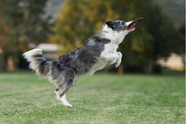 Köpek çimlerin üzerinde koşar. Parkta aktif ve mutlu sınır köpeği, bir oyuncak yakalar.