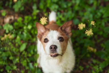 Jack Russell Terrier köpeği, yemyeşil bir yeşilliğin içine yerleşmiş meraklı bir bakışla. Bu yakın plan, evcil hayvan karakterini ve doğanın canlılığını yakalar.