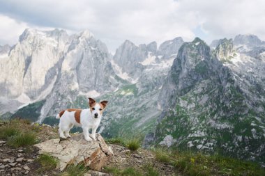 Köpekle dağlarda, çayırlarda seyahat etmek. Jack Russell Terrier bir taşın üzerinde. Doğa yürüyüşü