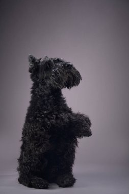 Dengeli bir Kerry Blue Terrier stüdyoda oturuyor, kürkünün silueti yumuşak gri arkaplana karşı zarif bir profil oluşturuyor.