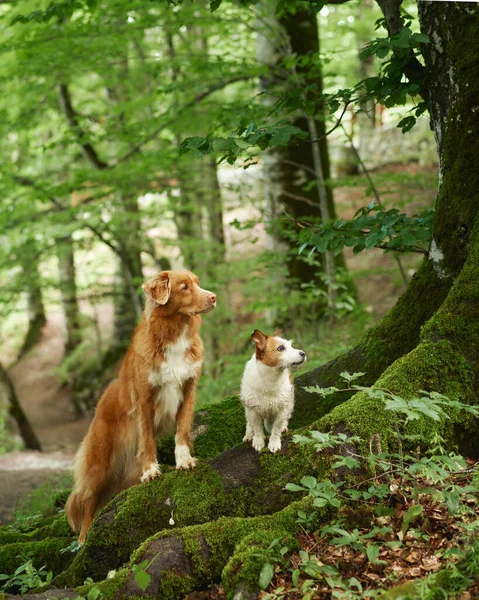 Bir Nova Scotia Duck Tolling Retriever ve Jack Russell Terrier ormanda keşif yapıyor. Uyanık ve meraklı köpekler yosunlu arazide dikiliyorlar, ağaçlarla çevrili.