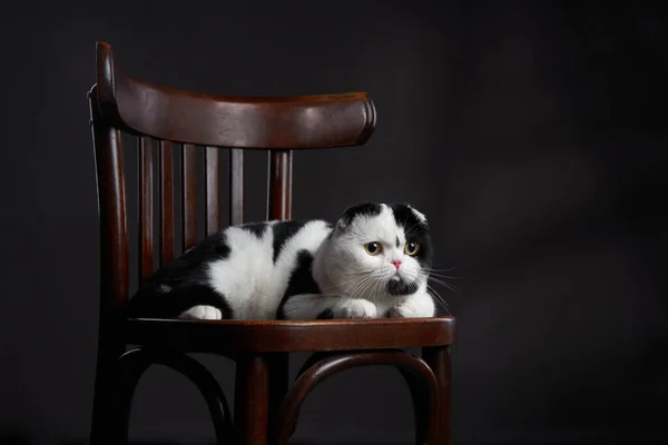 A black and white Scottish Fold cat lounges on a wooden chair, its striking eyes and folded ears creating an image of relaxed elegance