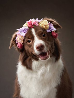 Stüdyoda süslü bir Border Collie, cazibesine bir çiçek tacı eklenir. Mutlu ifade köpek ve yumuşak kürk hoş bir portre oluşturur.