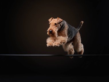 Enerjik Airedale Terrier köpeği, atlayışın ortasında karanlık bir zemine karşı çevikliğini gösterirken yakalandı ve dinamik ruhunu ön plana çıkardı.