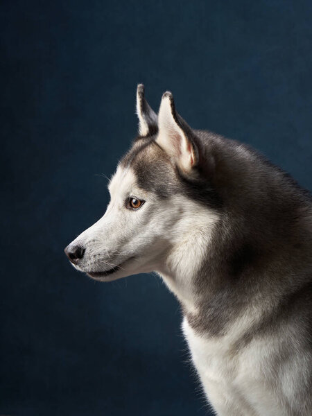 Poised Siberian Husky gazes to the side, its sharp eyes and perked ears against a deep dark studio backdrop