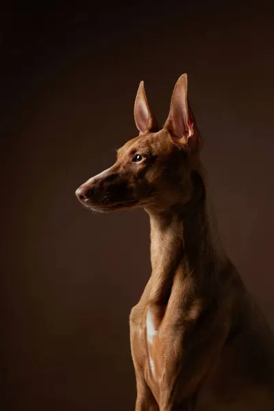 A poised Pharaoh Hound profile captured in a studio setting, dog keen gaze and elegant stance highlighted against a dark backdrop