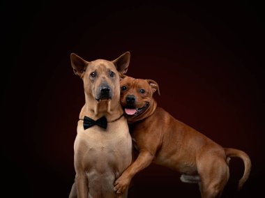 Thai Ridgeback ve Staffordshire Bull Terrier dostça kucaklaşıyorlar, ilki papyonlu ve ikincisi neşeyle gülümsüyor.