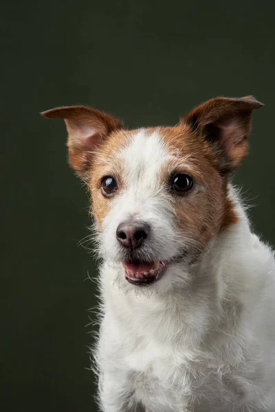 Curious dog, studio portrait. A Jack Russell Terrier looks off-camera, ears perked and mouth open slightly, against a green backdrop.