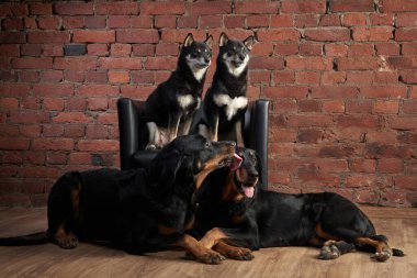  Çevik bir Shiba Inu, tetikte bir Beauceron 'un yanında sıçramanın ortasında, her ikisi de farklı türlerini tuğla bir duvarın arka planında sergiliyor.