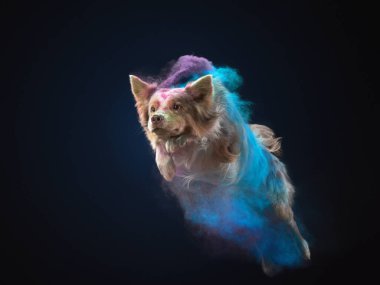 Bir uyarı Sınırı Collie 'si gizemli mor bir sis bulutundan çıkar. Bakışları koyu siyah bir arka plana odaklanmış ve yoğunlaşmıştır.
