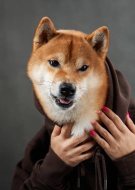 Bir Shiba Inus köpeğine insan eliyle nazikçe çerçevelenir. Stüdyo ortamında etkileyici gözlerini ve özenli tavırlarını gösterir.