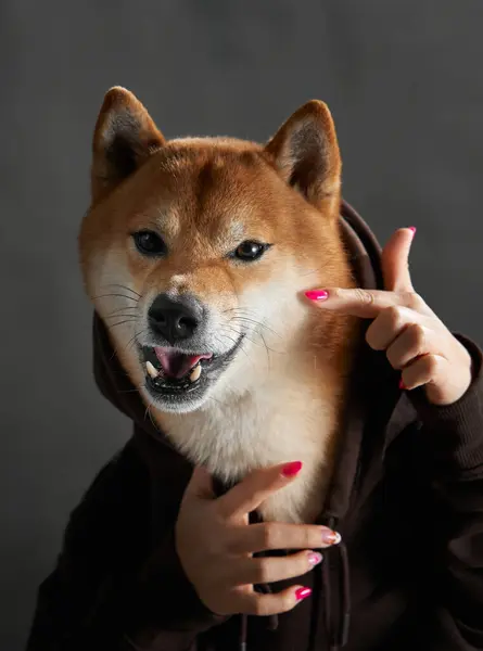 A Shiba Inus dog is gently framed by human hands, showcasing its expressive eyes and attentive demeanor in a studio setting