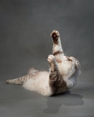 Neşeli bir İskoç kedisi sırtüstü yatar, garip bir şekilde gri bir arka plana yumuşak pençelerle uzanır.