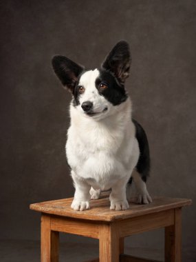 Stüdyoda köpek pozu, kompakt ve tetikte. Bu stüdyo, bir Galli Corgi 'yi kırsal bir taburede çeker.