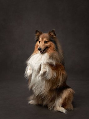 Kahverengi arka plandaki köpek. Bir Shetland çoban köpeği stüdyoda dikkatlice oturur, tüyleri gür ve tetikte, akıllı ve dost canlısı ifadesini yakalar.