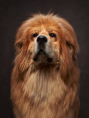 Görkemli Tibet köpek portresi. Kahverengi bir stüdyoda. Asil ve asil tavrını sergiliyor.