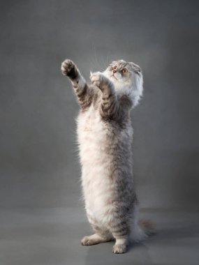 Şakacı bir İskoç kedisi arka ayakları üzerinde duruyor, yumuşak gri kürkü ince bir arkaplanda aydınlanıyor.