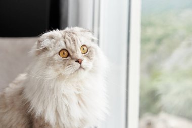 Altın gözlü bir İskoç kedisi pencereden dışarı bakar, düşüncelere dalmış, yumuşak doğal bir ışığa karşı.