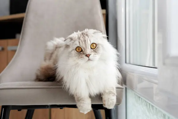 Scottish Fold cat perches on a chair, gazing out with its folded ears and round eyes, embodying elegance and curiosity