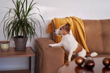 Bir Jack Russell Terrier köpeği Noel ağacı tarafından hazırlandı, Noel ruhunu bir yuva ortamında somutlaştırdı.