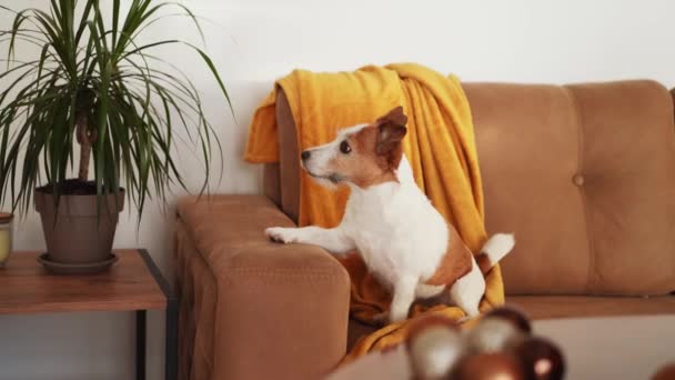 ジャック ラッセル テリア犬は お祝いのクリスマスツリーに魅了され ホームセッティングで休日の精神を体現します — ストック動画