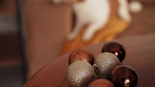 ジャック ラッセル テリア犬は お祝いのクリスマスツリーに魅了され ホームセッティングで休日の精神を体現します — ストック動画