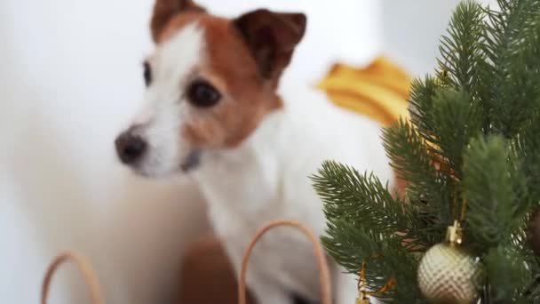 Een Jack Russell Terrier Heeft Een Hond Naast Een Feestelijke — Stockvideo