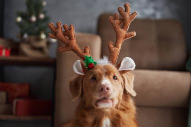 Nova Scotia Duck Tolling köpek spor şenlik ren geyiği boynuzları Noel ruhunu süslenmiş bir Noel ağacının yanında kucaklıyor.