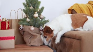 Meraklı bir Jack Russell Terrier köpeği süslü bir Noel ağacını kokluyor ve evdeki samimi bir tatil anını yakalıyor.