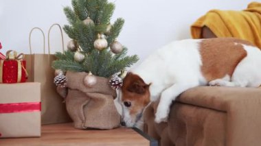 Meraklı bir Jack Russell Terrier köpeği süslü bir Noel ağacını kokluyor ve evdeki samimi bir tatil anını yakalıyor.