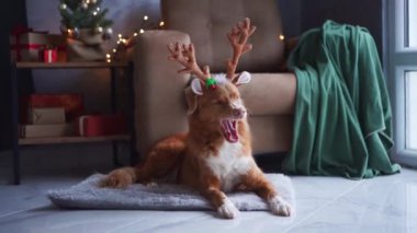 Nova Scotia Duck Tolling köpek spor şenlik ren geyiği boynuzları Noel ruhunu süslenmiş bir Noel ağacının yanında kucaklıyor.