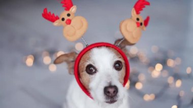 Sevimli bir Jack Russell Terrier köpeği ren geyiği boynuzları takar, Noel 'i kutlamaya hazırdır, Bokeh Light arka planıyla sihirli bir dokunuşla