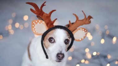 Sevimli bir Jack Russell Terrier köpeği ren geyiği boynuzları takar, Noel 'i kutlamaya hazırdır, Bokeh Light arka planıyla sihirli bir dokunuşla