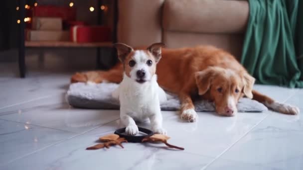 Jack Russell Terrier Con Cuernos Reno Festivos Junto Nova Scotia — Vídeos de Stock