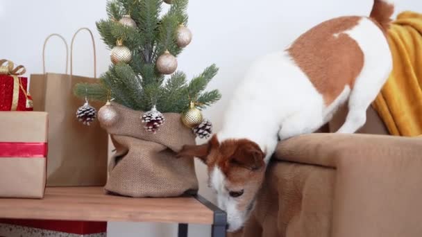 Curious Jack Russell Terrier Dog Sniffs Decorated Christmas Tree Capturing — Stock Video