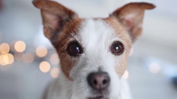 在节日彩灯的映衬下 一只顽皮地凝视着的杰克罗素特里耶的狗捕捉到了圣诞的气氛 — 图库视频影像