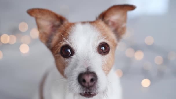 Ένα Σκυλί Jack Russell Terrier Παιχνιδιάρικο Βλέμμα Φόντο Εορταστικών Φώτων — Αρχείο Βίντεο