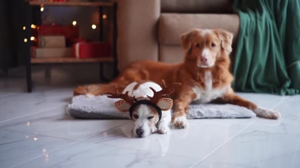 Jack Russell Terrier Con Cuernos Reno Festivos Junto Nova Scotia — Vídeo de stock