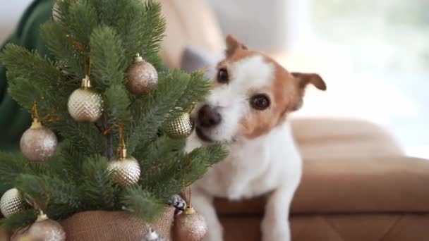 好奇心旺盛なジャック ラッセル テリア犬が装飾されたクリスマスツリーを狙い 自宅で候補者の休暇の瞬間を捉えます — ストック動画
