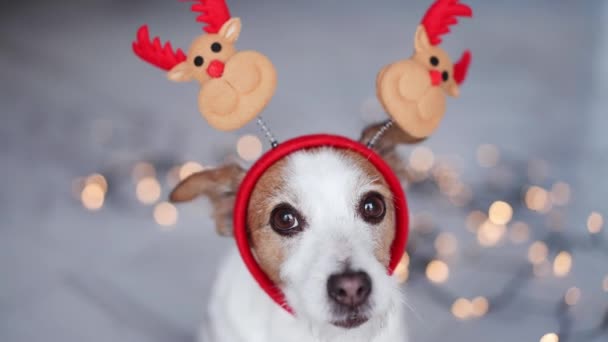 Adorable Perro Jack Russell Terrier Lleva Cuernos Reno Listo Para — Vídeos de Stock