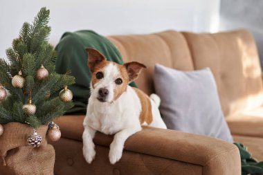 Hevesli bir Jack Russell Terrier köpeği küçük bir Noel ağacıyla etkileşime girer ve evdeki neşeli bir bayram anını yakalar.