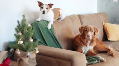 Bir Jack Russell Terrier, Noel ağacının yanındaki kanepeye tünemiş, yanında gevşemiş bir Nova Scotia Duck Tolling Retriever ile, sıcak bir tatil sahnesini anımsatıyor.